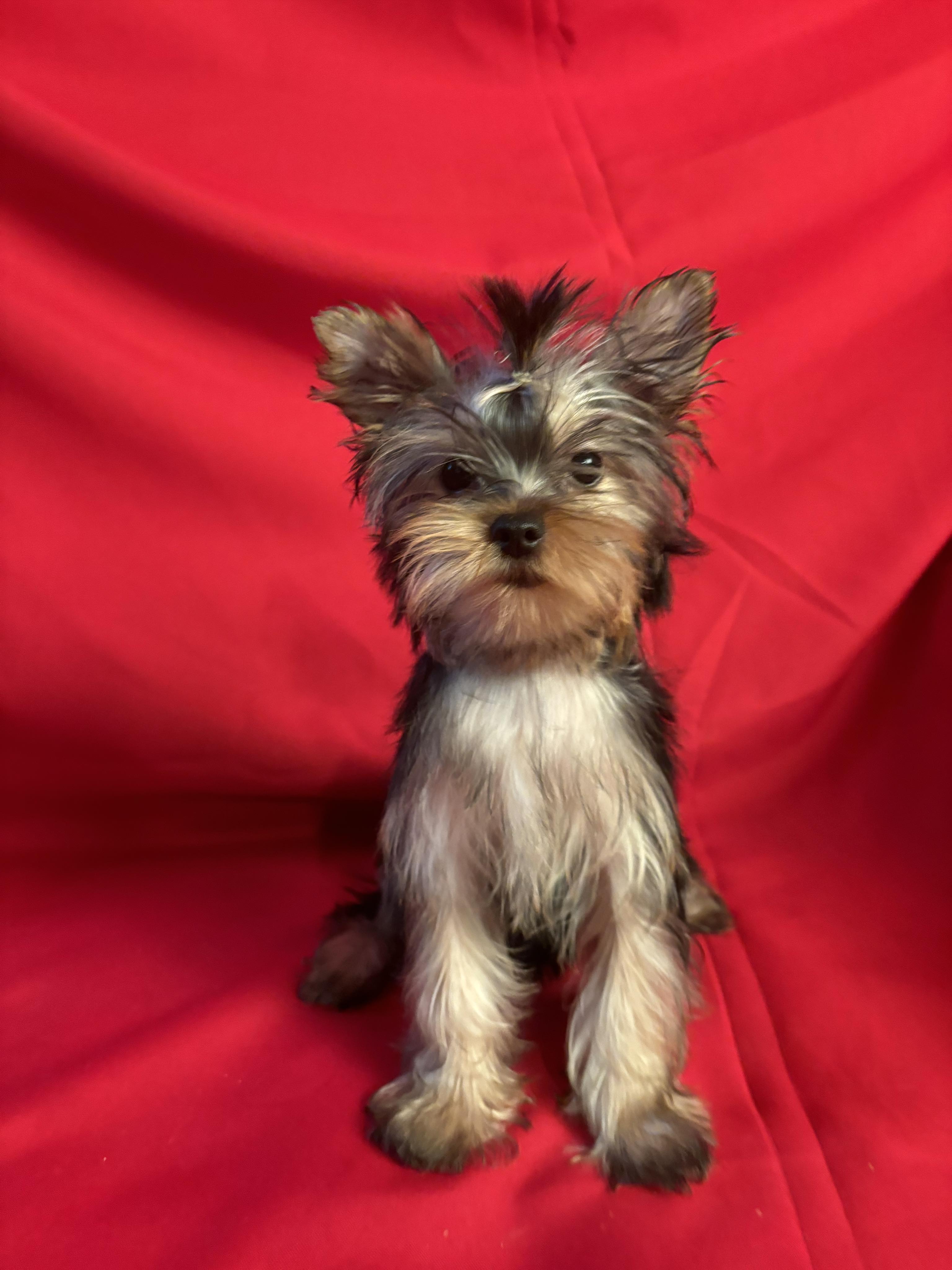 Hobbs Shire Yorkies: Available Puppies